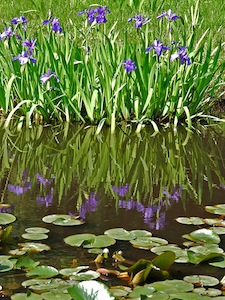 Iris laevigata (arrière-plan) et nénuphars (1er plan)