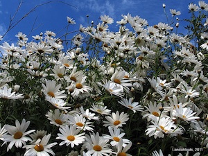 Leucanthemum vulgare