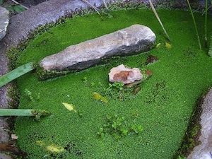 Lentilles d'eau