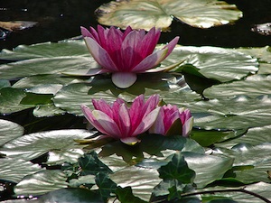 Nénuphars roses