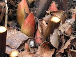 Plantation des pivoines