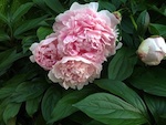 Les pivoines, reines �ph�m�res du jardin