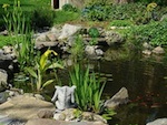 Les plantes aquatiques incontournables au bassin d'ornement