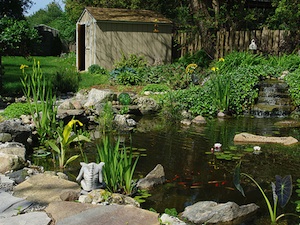 Bassin et plantes aquatiques