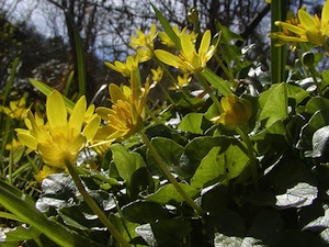 Ranunculus ficaria