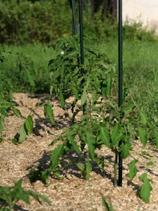 Tomates tuteurées et paillées