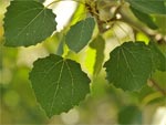 Des arbres qui ondulent au vent