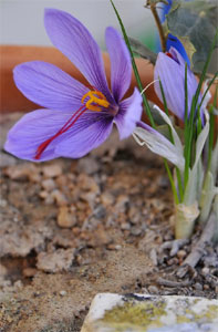 Fleur de crocus &agrave; safran (crocus sativus)