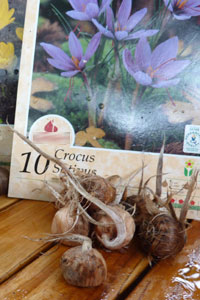 Bulbes de crocus sativus en sachet