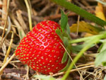 Quel paillage pour vos fraisiers ?