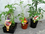 Tomates : bien acheter