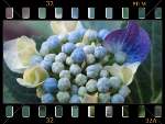 Hortensias, hydrangeas : quelle famille !