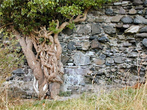 Lierre grimpant