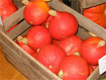 R�colter et conserver les courges