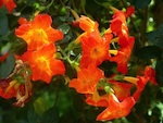 Streptosolen