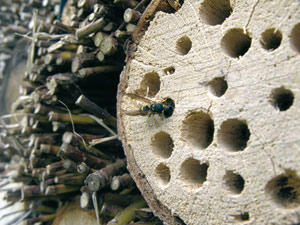 Buche perc&eacute;e et fagot de bois