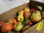 Les pommes de bonne conservation