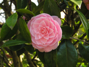 Camellia japonica