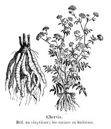 Chervis - ancienne gravure (Vilmorin)