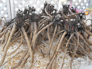 Racines de chervis