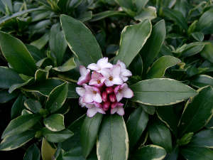 Daphne odora