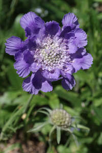 Scabiosa columbaria