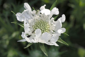 Scabiosa caucasica