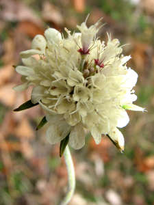 Scabiosa ochroleuca