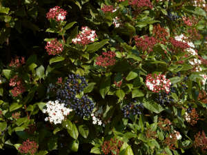 Laurier-tin (viburnum tinus)