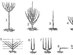 Les diff�rentes formes des fruitiers
