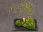 Adoptez un kokedama