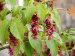 Arbre aux faisans