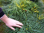 Mahonia eurybracteata 'Soft Caress' : un coup de coeur