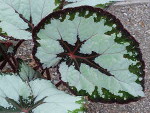 Begonia Rex