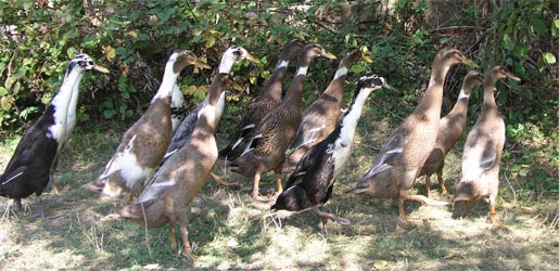 Groupe de canard coureurs indiens