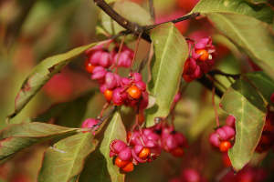 Euonymus europaeus