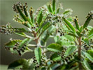 Kalanchoe daigremontiana