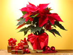 Des plantes pour f�tes de fin d'ann�e