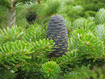 Sapins d�ornement