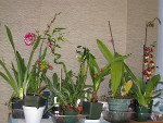 Collectionner des plantes