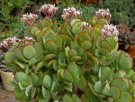 Crassula