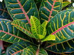Croton