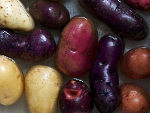 Pommes de terre : panorama des vari�t�s