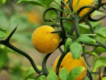 Poncirus trifoliata