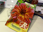 Dahlias : n'achetez pas au hasard