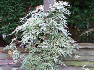 Jasminum officinale 'Argenteovariegatum'