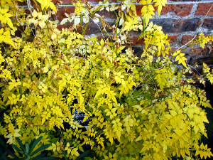 Jasminum officinale 'Fiona Sunrise'