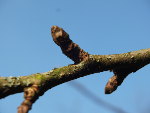 Rameaux et bourgeons des arbres fruitiers