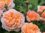 The Lady Gardener : une nouvelle rose chez David Austin