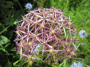 Allium christophii